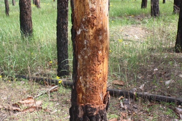 Дерево провреждено короедом