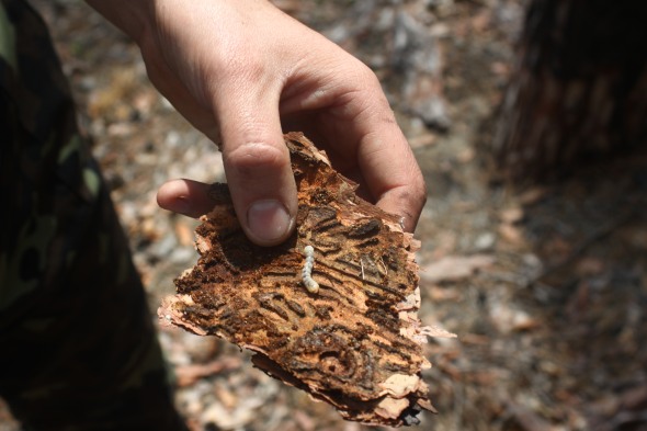 Жуки-короеды повреждают жизненно важные ткани дерева